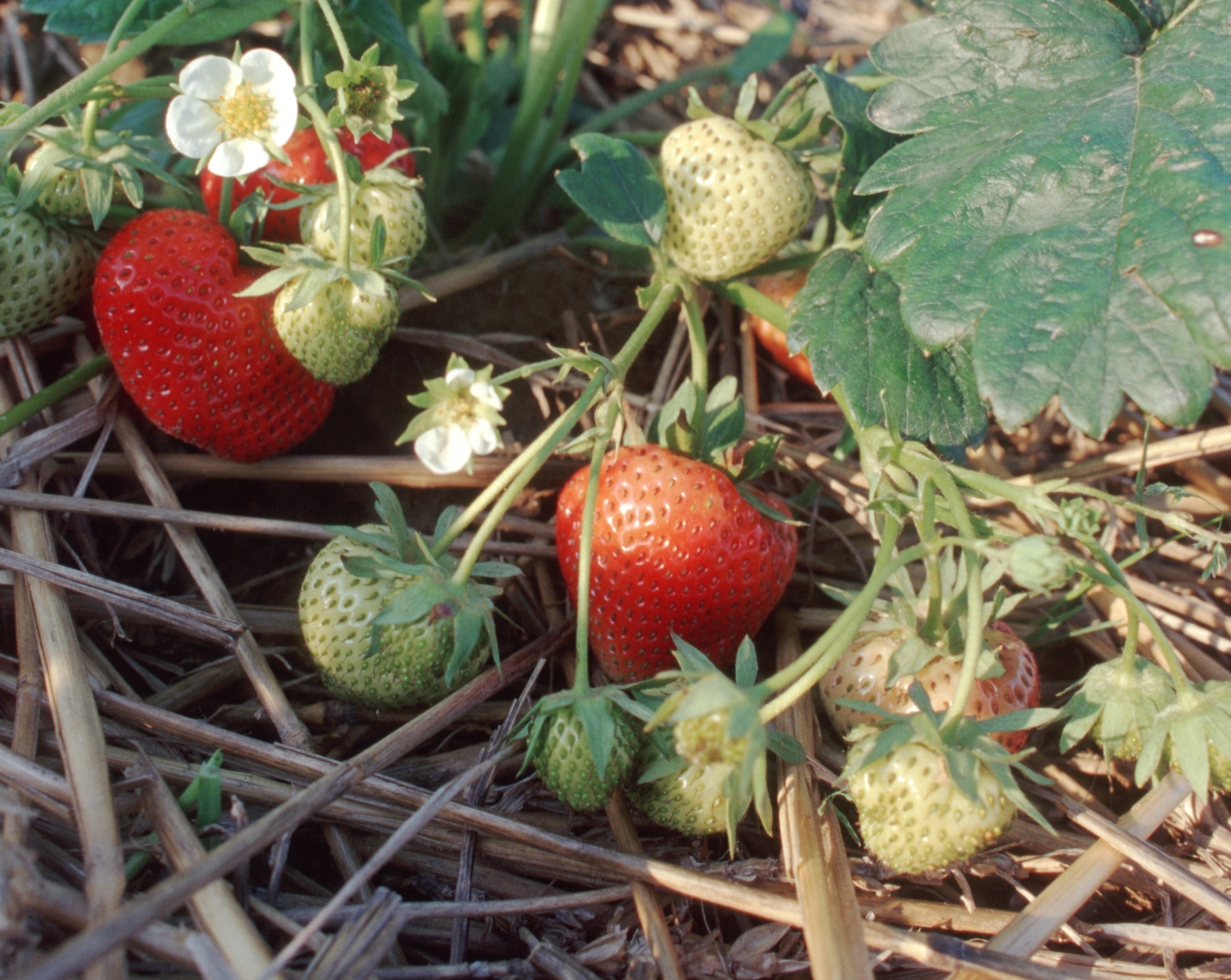 Erdbeeren Frühling Frühlingssalat Bio