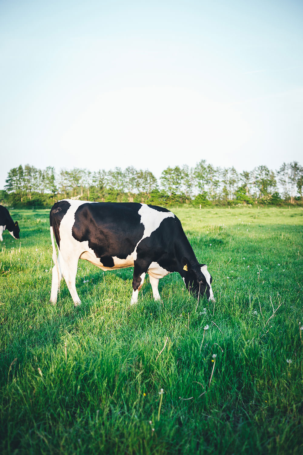 „Die glückliche Kuh macht die bessere Milch!“